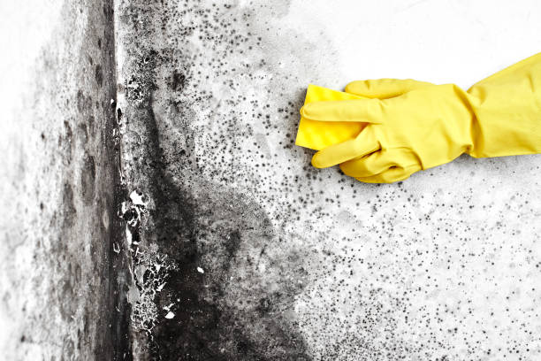 Best Attic Mold Removal  in Hampton Beach, NH