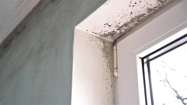 Best Toxic Mold Removal  in Hampton Beach, NH