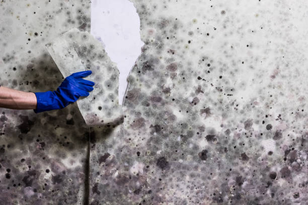 Best Office Mold Removal Services  in Hampton Beach, NH