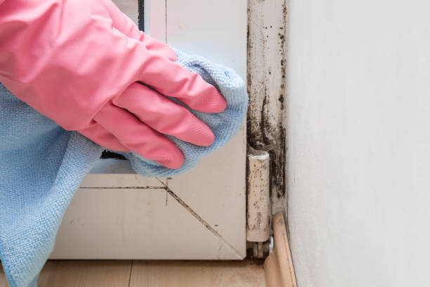 Best Toxic Mold Removal  in Hampton Beach, NH